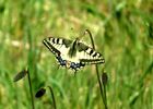 Site naturel-Landes de Monteneuf-Brocéliande-Bretagne