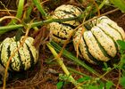 imgpreview-name-mising