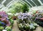 Pépinière du Haut Bois - serre hortensias - Taupont - Bretagne