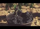 film - vins château minuty (rosé et or) - https://gassin.eu