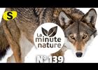 le loup et la perdix