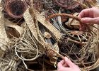 Atelier Plantes sauvages - vannerie