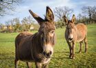 A la découverte de l'âne_Farnay