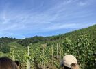 Vigne de Syrah