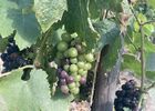 Véraison Syrah