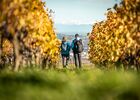 Balade découverte des vignobles de Chavanay_Chavanay