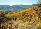 Balade découverte des vignobles de Chavanay_Chavanay