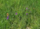 imgpreview-name-mising
