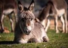 A la découverte de l'âne_Farnay