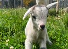 Bébé chèvre