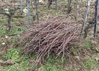 Sarment en Côte-Rôtie