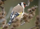 Les oiseaux des mangeoires_Tupin-et-Semons