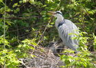 Héron cendré dans nid