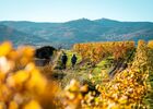 Vignobles_automne_rando