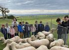 Tonte Moutons