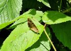 imgpreview-name-mising