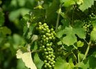 Rando & Vin en Côte-Rôtie avec Mr Probus_Ampuis