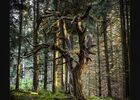 En forête, dans les dernier rayons du soleil