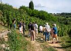 Rando & Vin en Côte-Rôtie avec Mr Probus_Ampuis