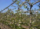 Un verger de pommiers au printemps