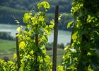 Rando & Vin en Côte-Rôtie avec Mr Probus_Ampuis