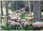 Transhumance_Saint-Romain-les-Atheux