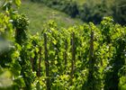 Rando & Vin en Côte-Rôtie avec Mr Probus_Ampuis