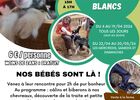 Un printemps à la Ferme des Pommeaux Blancs_La Versanne