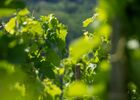 Rando & Vin en Côte-Rôtie avec Mr Probus_Ampuis