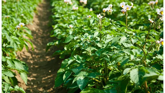 Visite d'une exploitation de production de pommes de terre