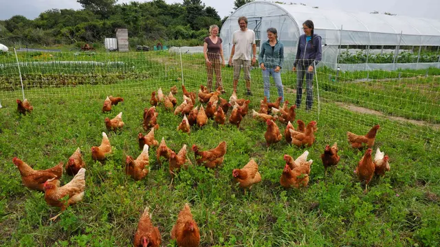 Découverte d'une micro-ferme multi-activités (maraichage, poules, bocaux, tisanes, accueil pédagogique)