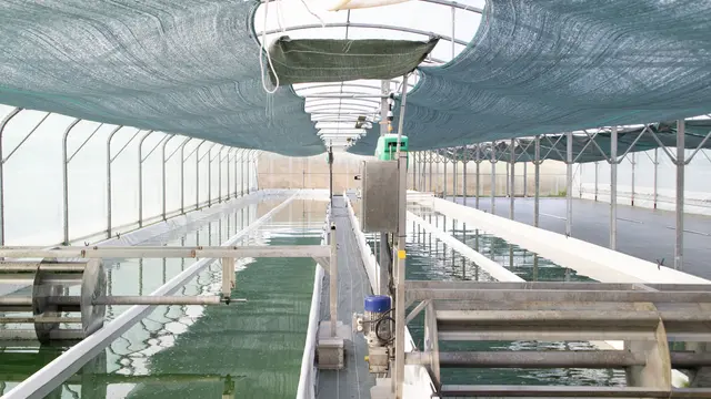 Visite de la ferme de spiruline de Keratry