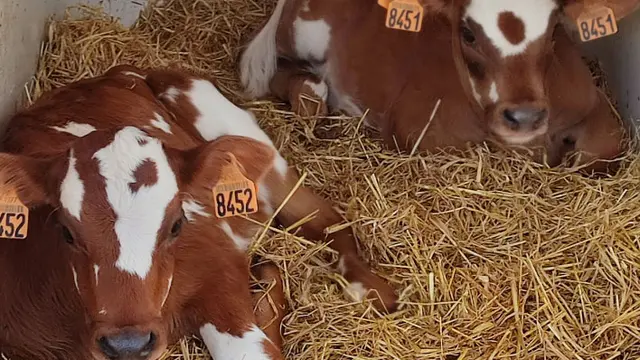 Visite guidée de la Ferme des P'tits Korrigans
