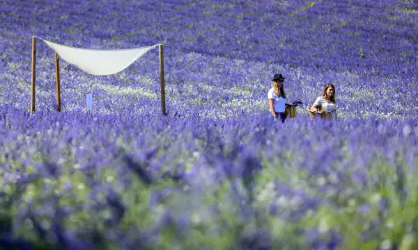 Visite d'un champ de Lavande Aix en Provence