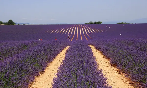 Champs de lavande à Valensole