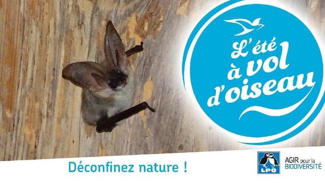 SORTIE CHAUVE SOURIS, avec la L.P.O