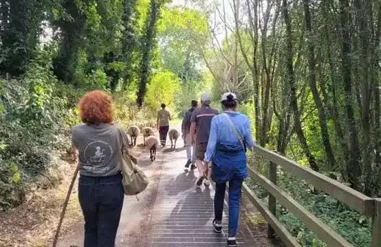 Marcher avec les brebis : une expérience unique aux Mureaux