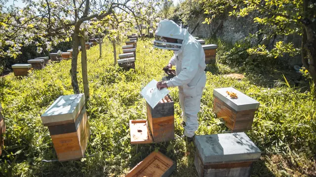 Visite des ruchers, la vie des abeilles