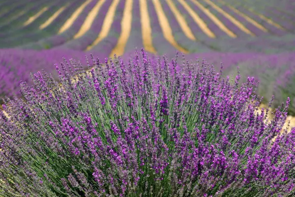 Lavender fields in Valensole