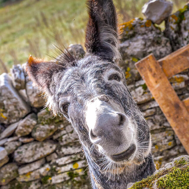 Balade paysanne et gourmande à la ferme de Roquesaltes ( Causse noir)