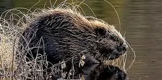 Sur les traces du castor !