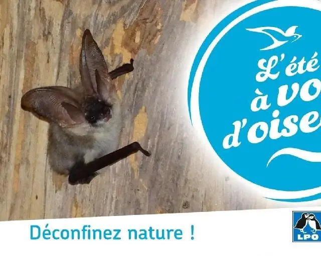 Sortie chauve-souris, avec la L.P.O