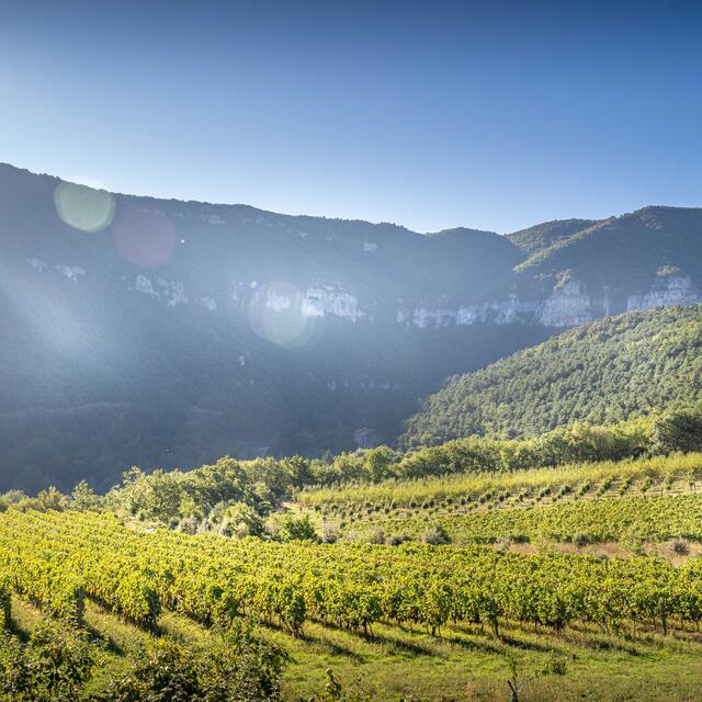 Vino rando