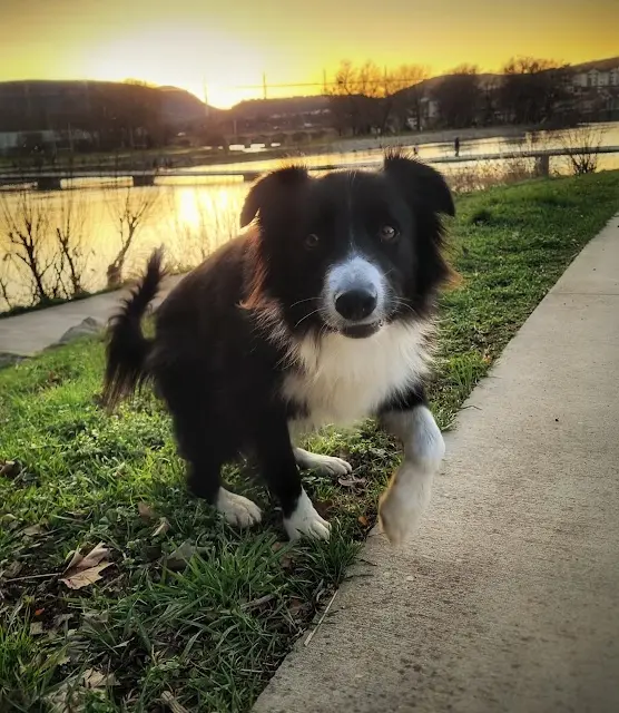 Visite de millau avec ton chien