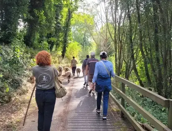 Marcher avec les brebis : une expérience unique aux Mureaux