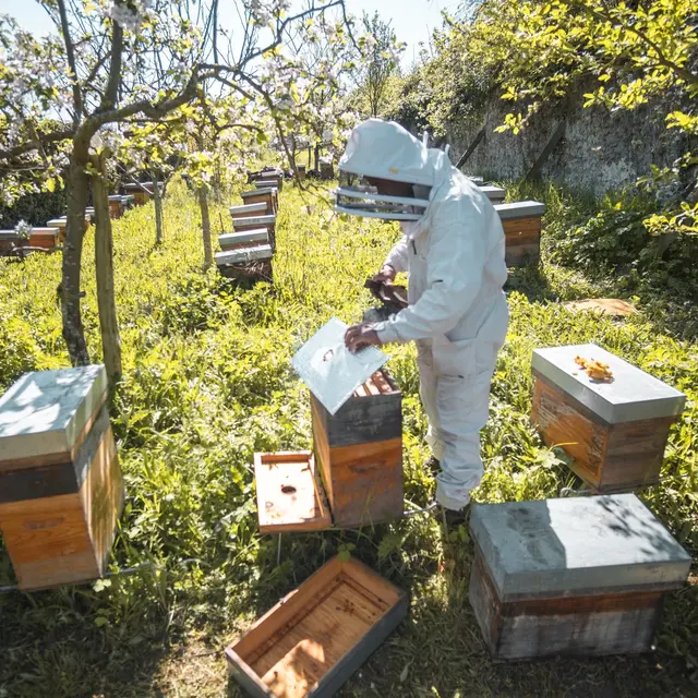 Visite des ruchers, la vie des abeilles