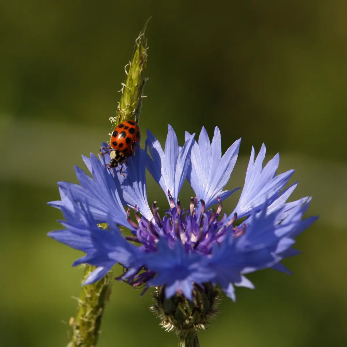 Bleuet et coccinelle