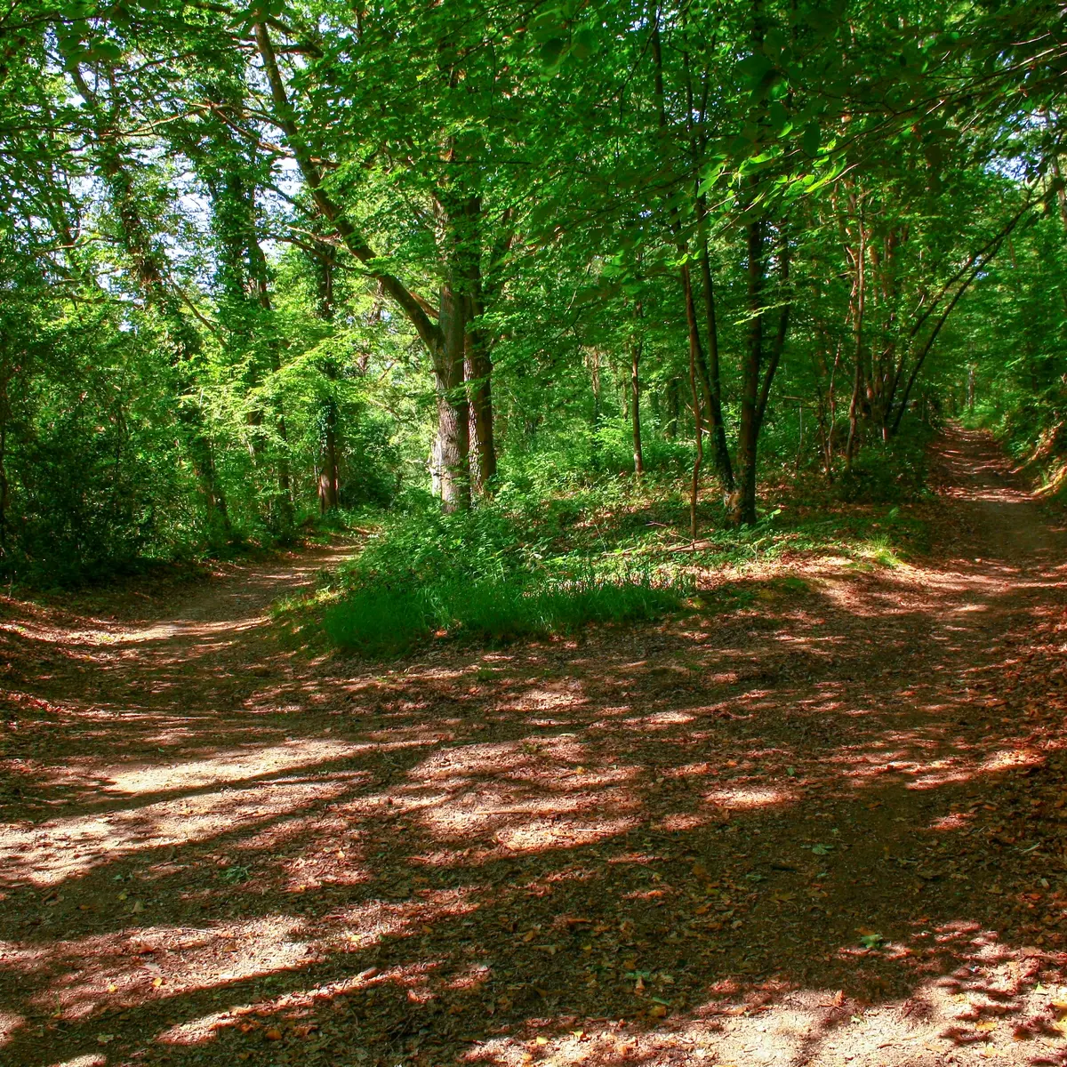 Croisement dans les bois