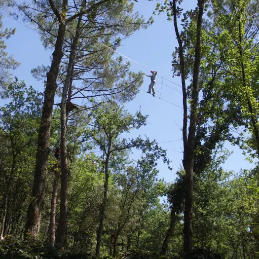 Forêt des écureuils