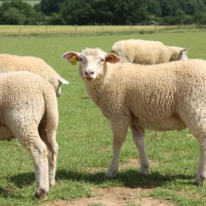 La ferme autour du grain - Les moutons